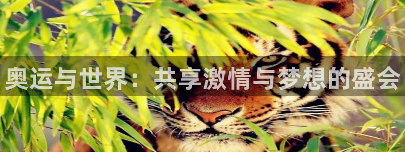 球速体育